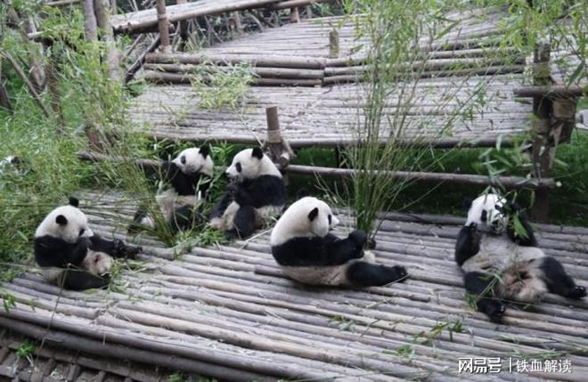 備受喜愛(ài)日本希望中方再次續(xù)租外交部終于回應(yīng)了(圖1)